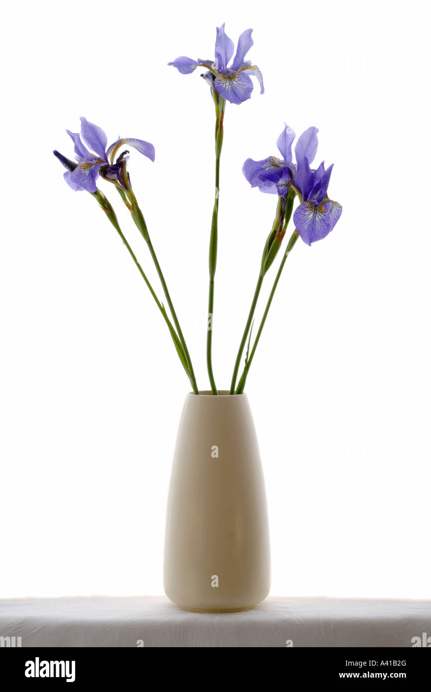 Iris vase hires stock photography and images Alamy
