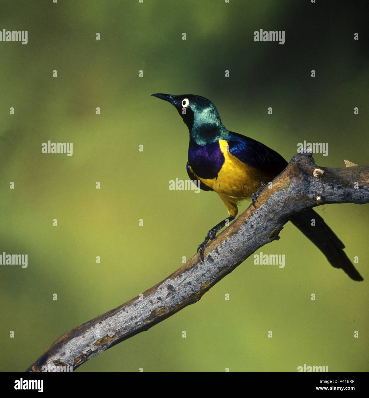 Golden breasted Starling Cosmopsarus regius Close up perched on branch Stock Photo