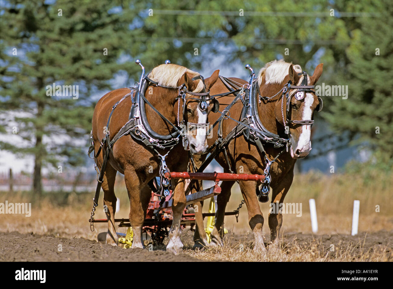 International Plowing Match and Rural Expo