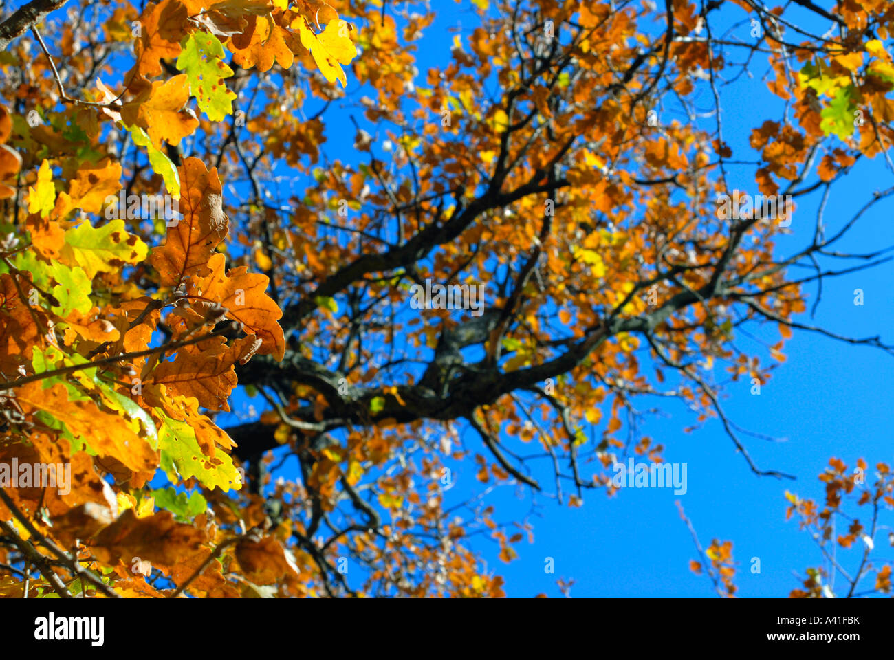 Autumn leaves on blue sky Stock Photo - Alamy
