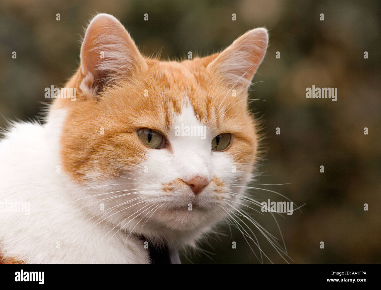 Ginger and white cat head shot side Stock Photo