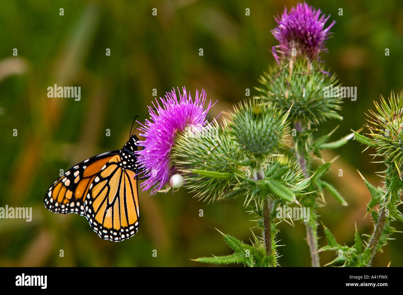 Monarch butterfly (Danaus plexippus) Feeding nectaring on thistle Ontario Stock Photo