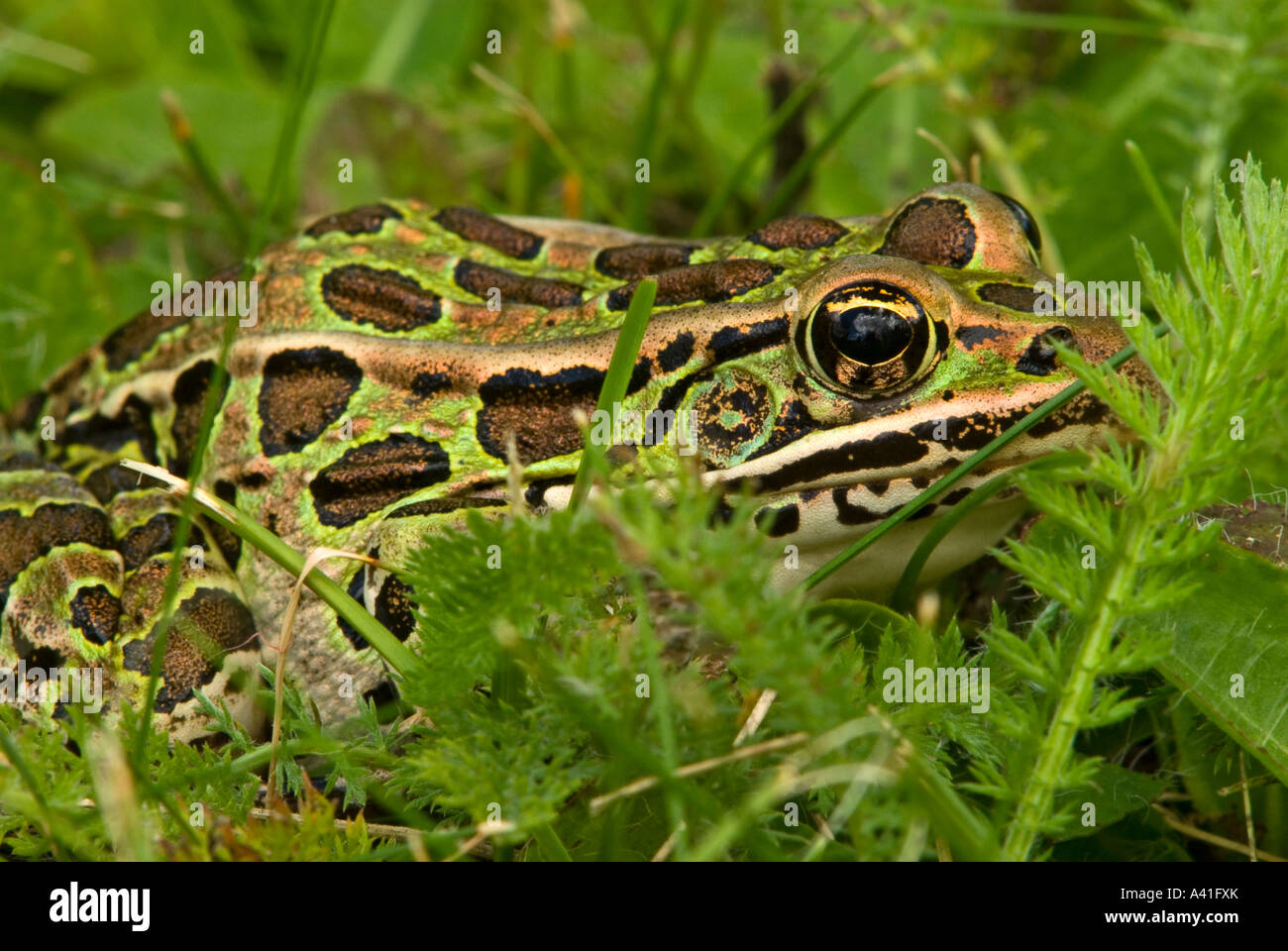 Leopard frog (Rana pipiens) Loafing in lawn grass Ontario Stock Photo
