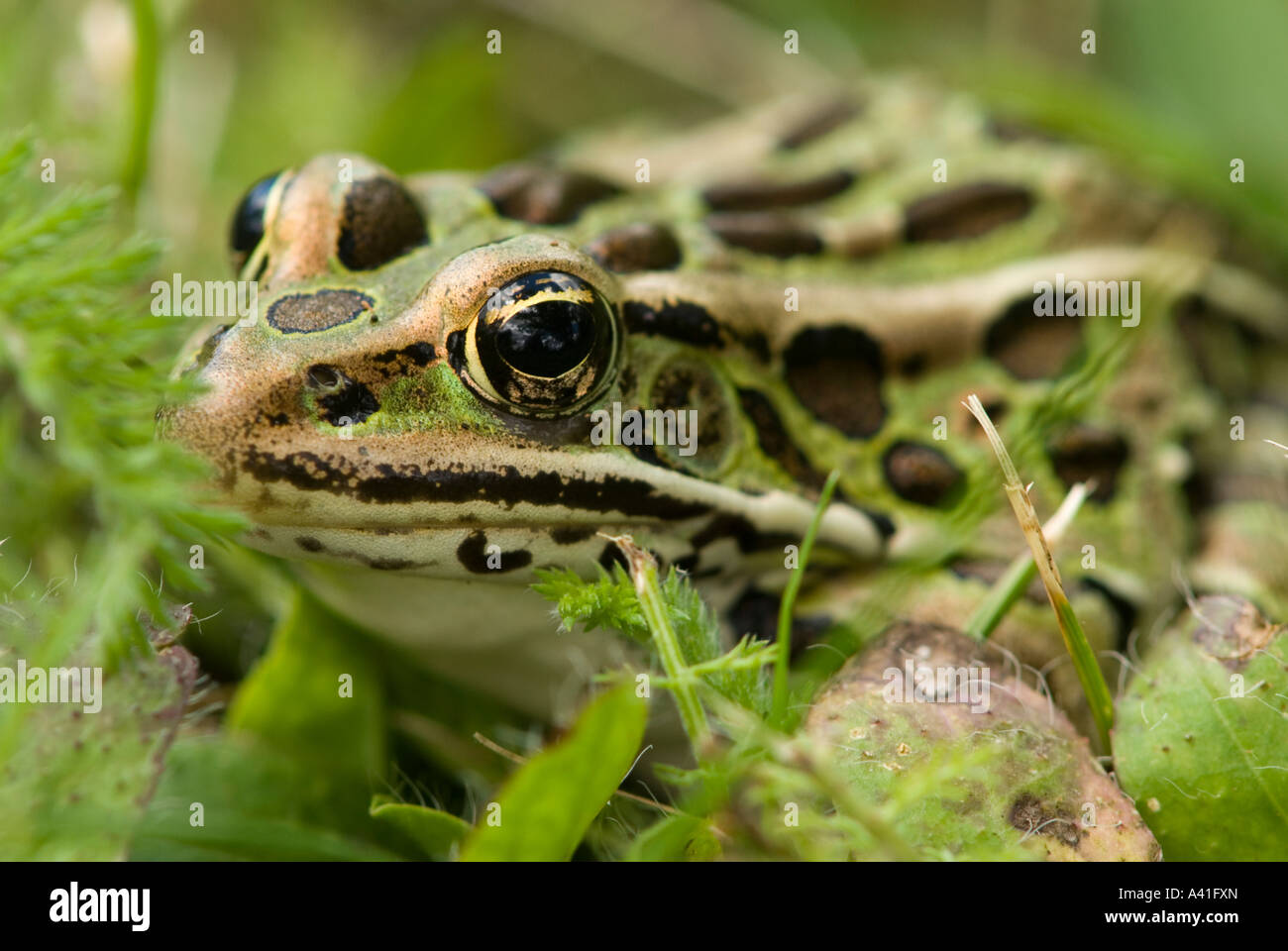 Leopard frog (Rana pipiens) Loafing in lawn grass Ontario Stock Photo