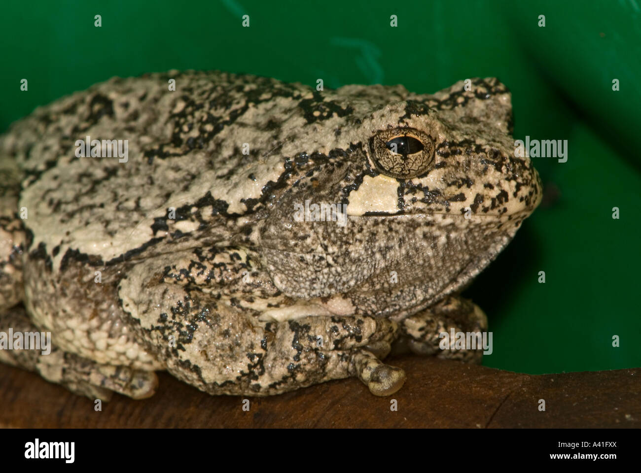 Eastern gray tree frog (Hyla versicolor) Ontario Stock Photo