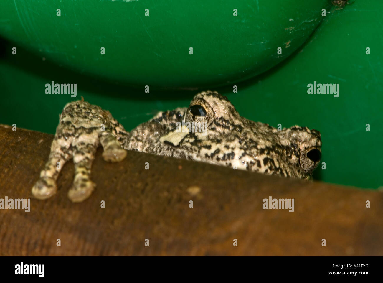 Eastern gray tree frog (Hyla versicolor) Ontario Stock Photo