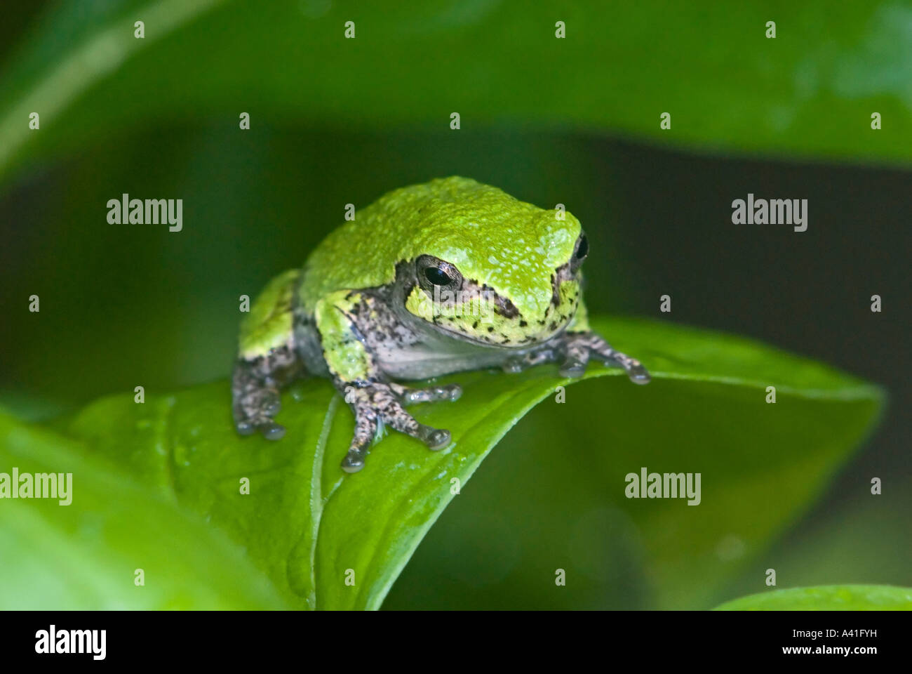 Ontario gray tree frog hires stock photography and images Alamy