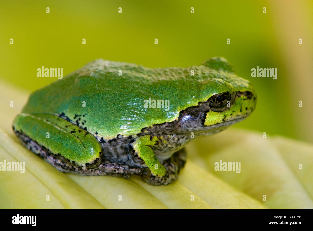 Eastern gray tree frog (Hyla versicolor) Ontario Stock Photo