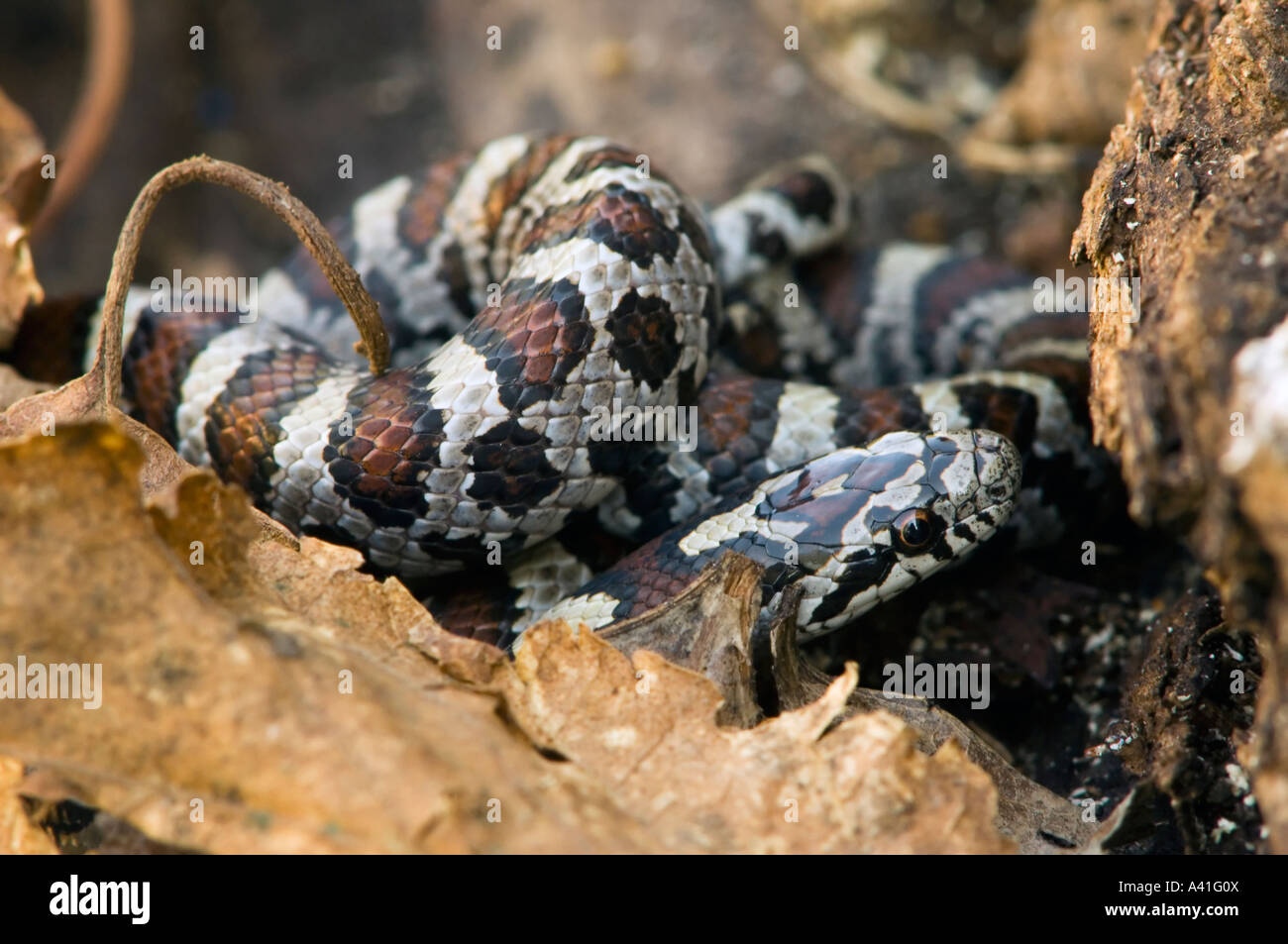 Milk snake (Lampropeltis triangulum) Non-venomous Rattlesnake mimics Ontario Stock Photo