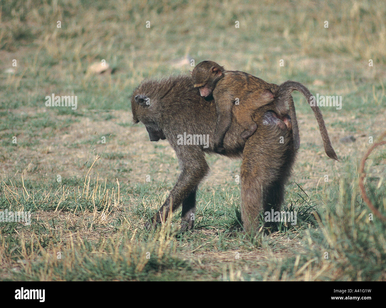 Olive Baboon carrying her baby on her back whilst feeding in Serengeti ...