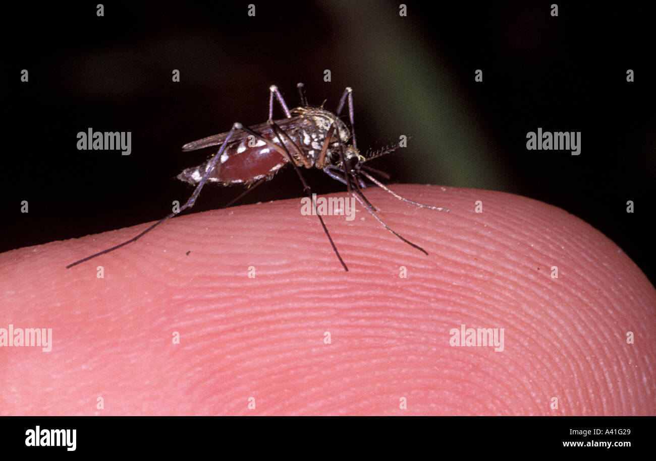 Blood Sucking Arthropods High Resolution Stock Photography and Images ...