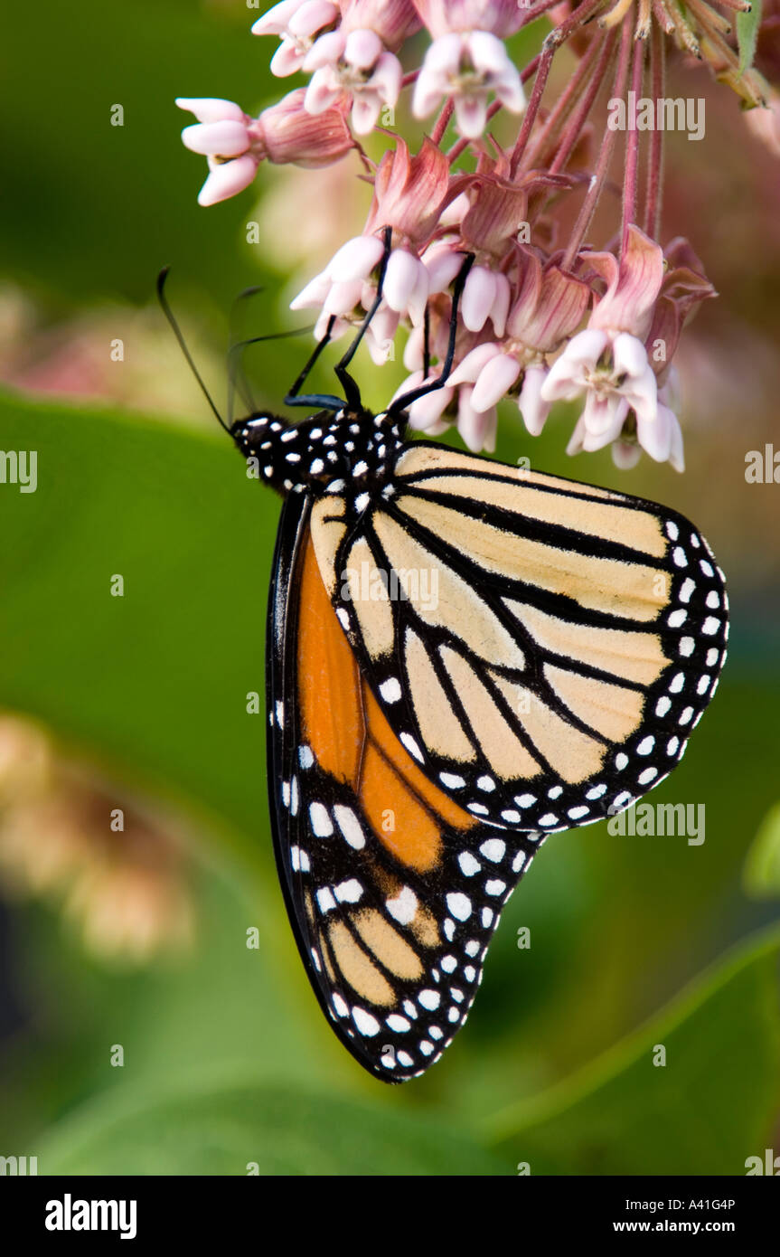 Monarch butterfly (Danaus plexippus) Adult nectaring on milkweed