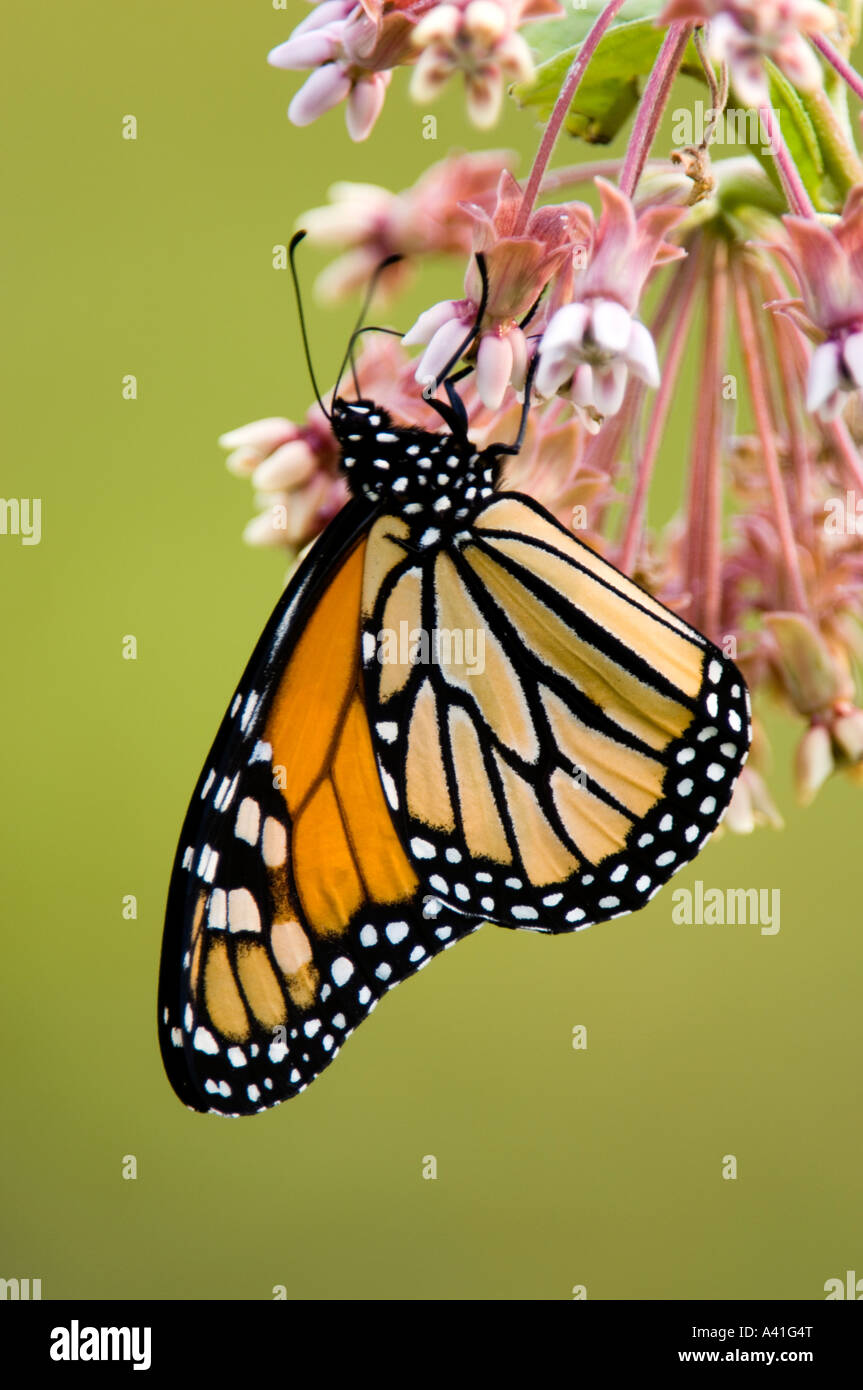 Monarch butterfly (Danaus plexippus) Adult nectaring on milkweed ...