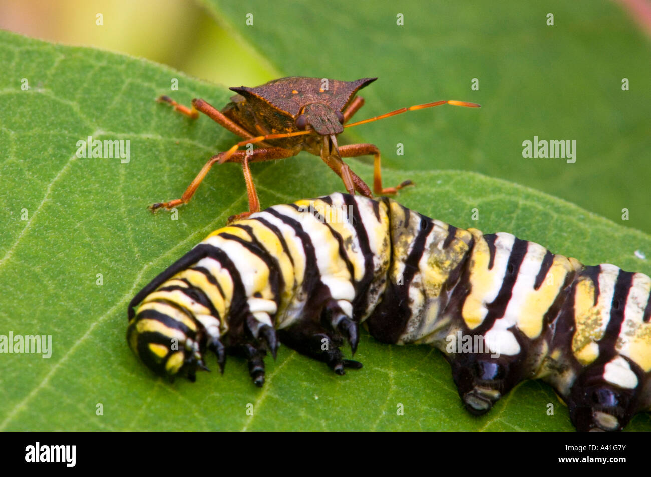 Spined soldier bug (Podisis spp) Feeding on dead monarch (Danaus