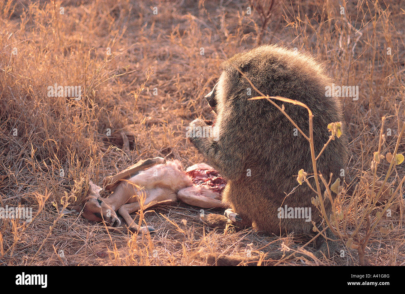 Olive Baboon feeding on the carcass of a baby Impala which it has just caught in Samburu National Reserve Kenya East Africa Stock Photo