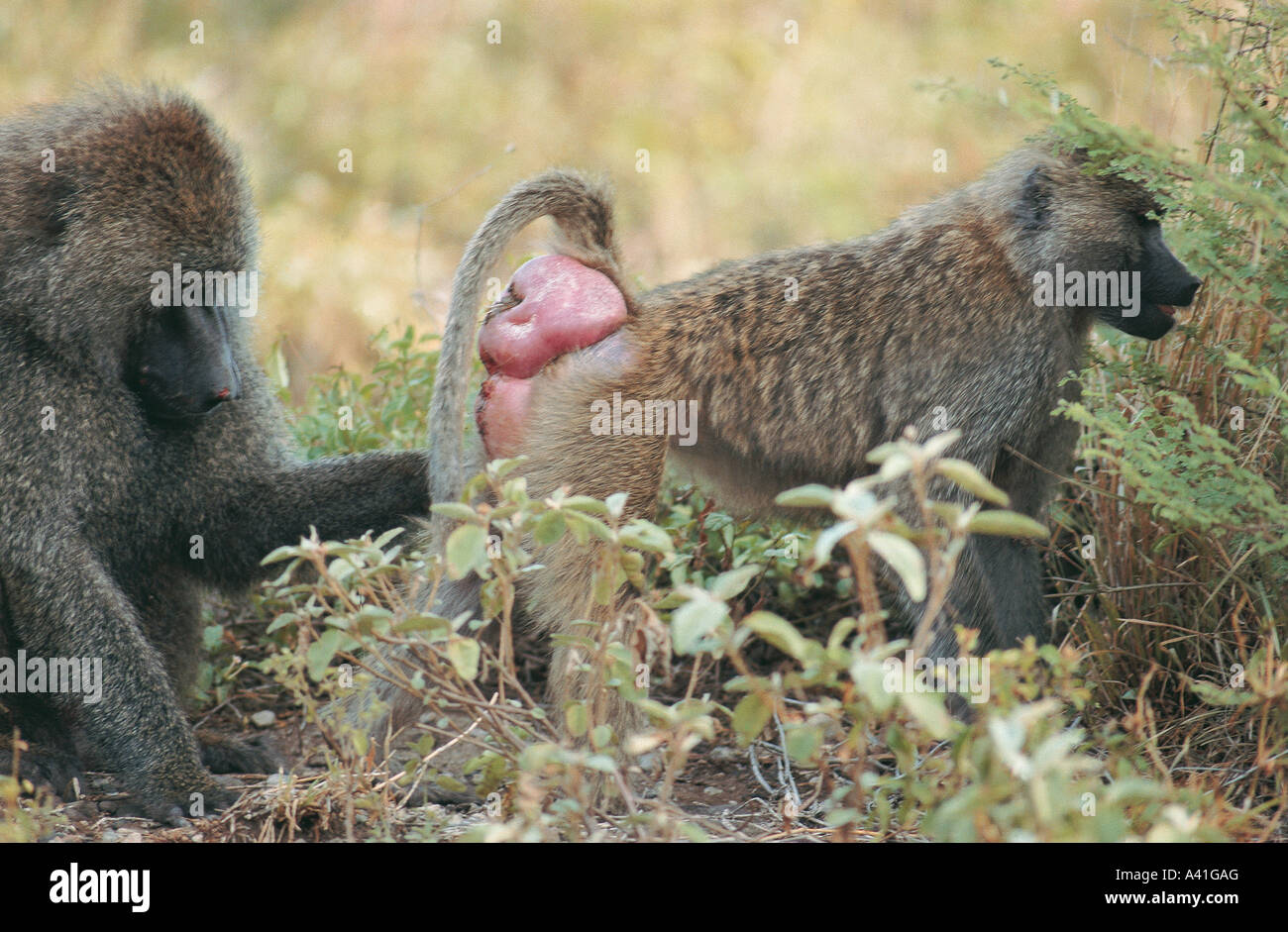 Male Olive Baboon grooms female who shows swollen callosities Lake Manyara National Park Tanzania East Africa Stock Photo