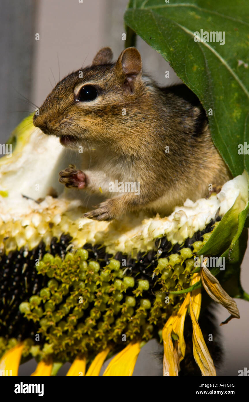 Eastern chipmunk (Tamias striatus) Gathering seeds in cheek pouches from sunflower seed head Ontario, Canada Stock Photo