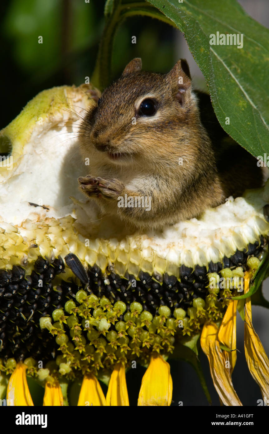 Eastern chipmunk (Tamias striatus) Gathering seeds in cheek pouches from sunflower seed head Ontario, Canada Stock Photo