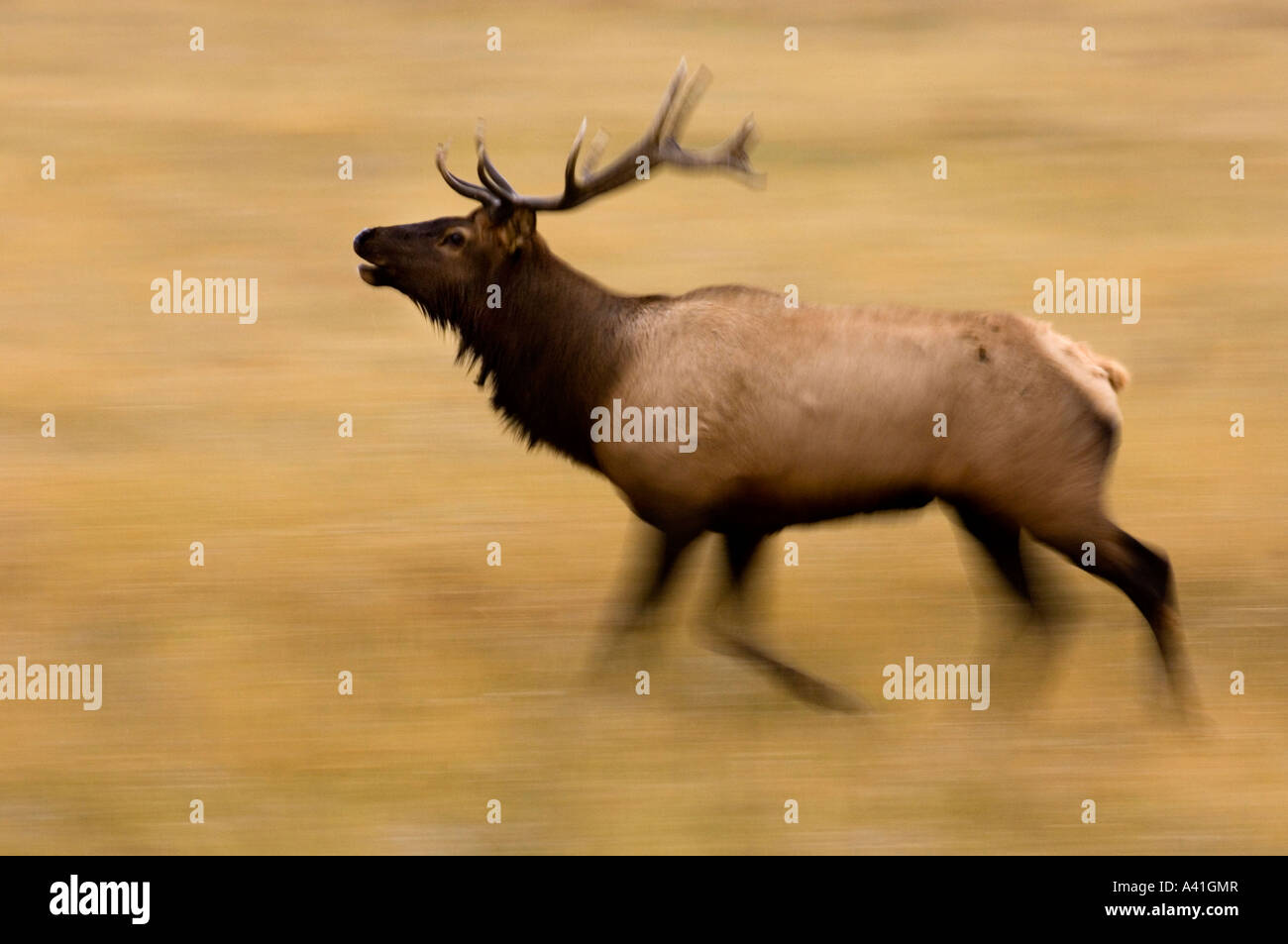 Elk (Cervus elaphus) Stag Bull running in meadow during autumn rut Waterton Lakes  National Park,  Alberta, Canada Stock Photo