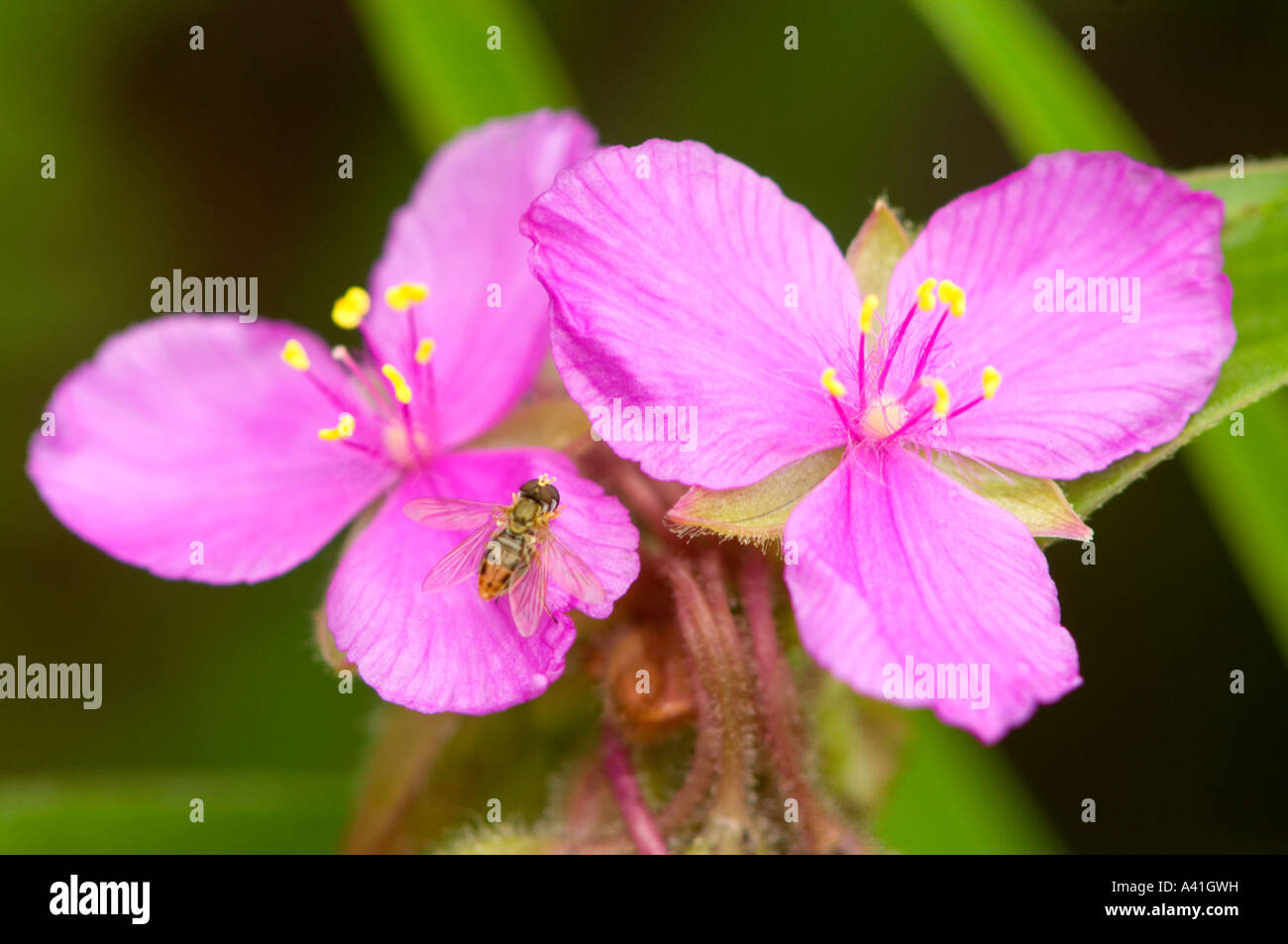 Garden flower Spiderwort hybrid (Tradescantia andersoniana) with pollinating bee, Greater Sudbury, Ontario, Canada Stock Photo