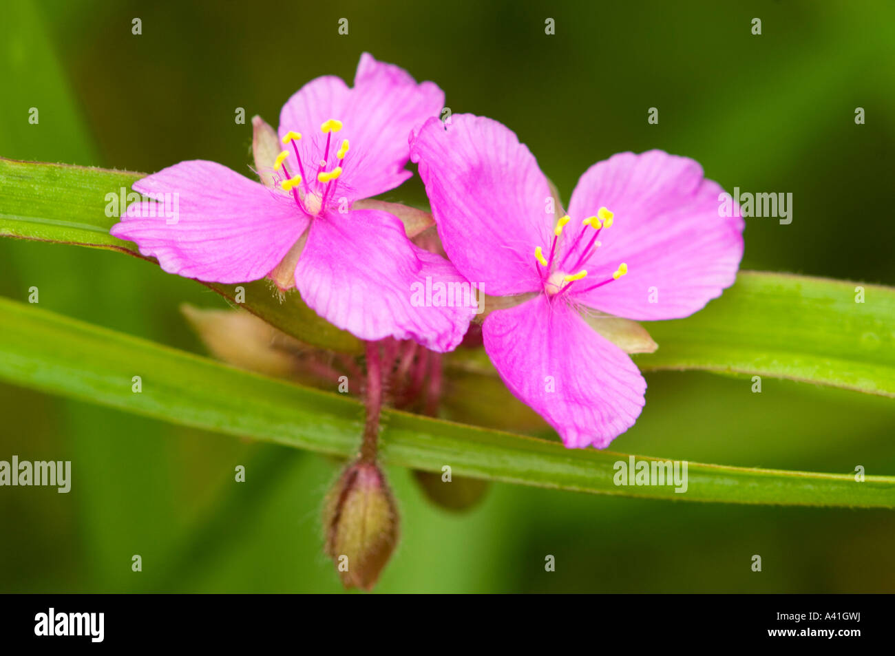 Garden flower Spiderwort hybrid (Tradescantia andersoniana), Greater Sudbury, Ontario, Canada Stock Photo