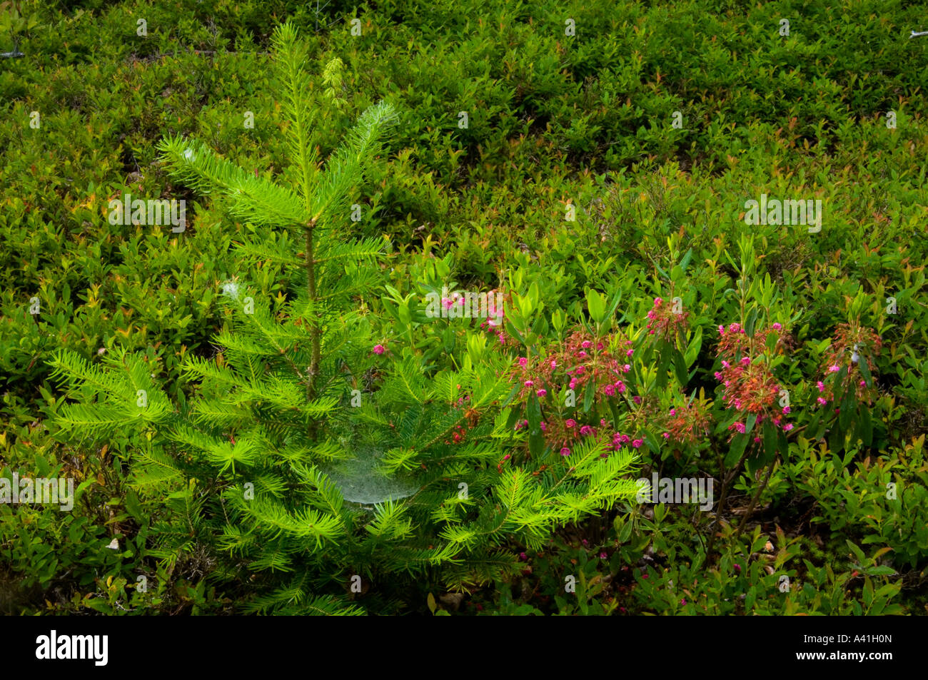 Balsam fir (Abies balsamea) Young tree with spring buds near flowering
