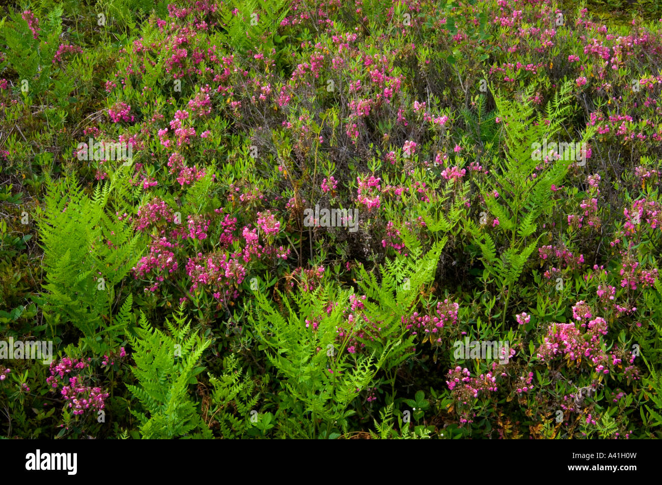 Sheep laurel (Kalmia angustifolia) Flowering among colony of bracken fern (Pteridium aquilinum), Greater Sudbury, Ontario, Canada Stock Photo