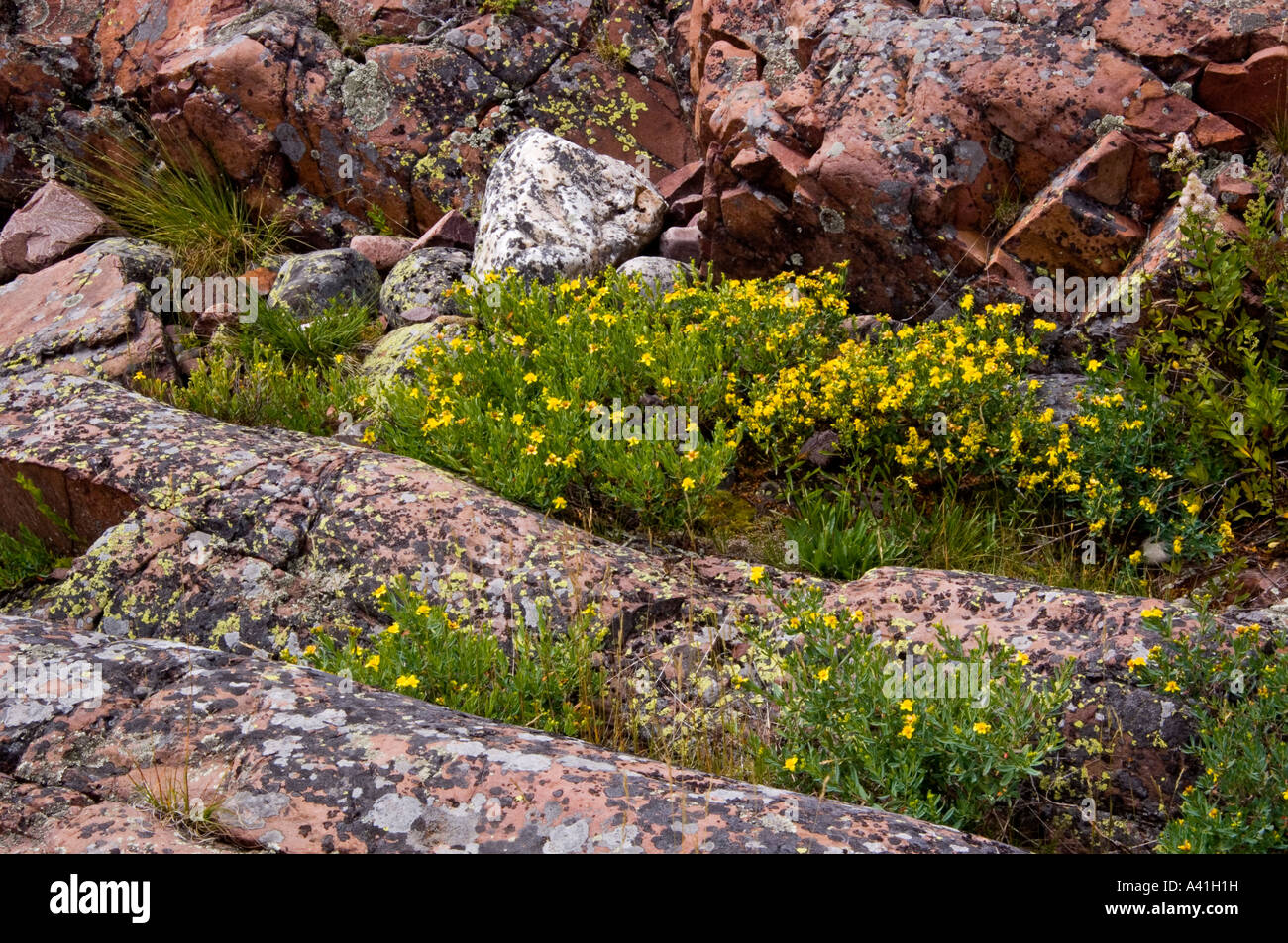 Cinquefoil (Potentilla spp) Blooming among Lake Huron shoreline rocks Killarney, Ontario, Canada Stock Photo