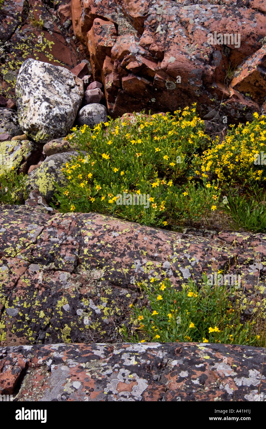 Cinquefoil (Potentilla spp) Blooming among Lake Huron shoreline rocks Killarney, Ontario, Canada Stock Photo