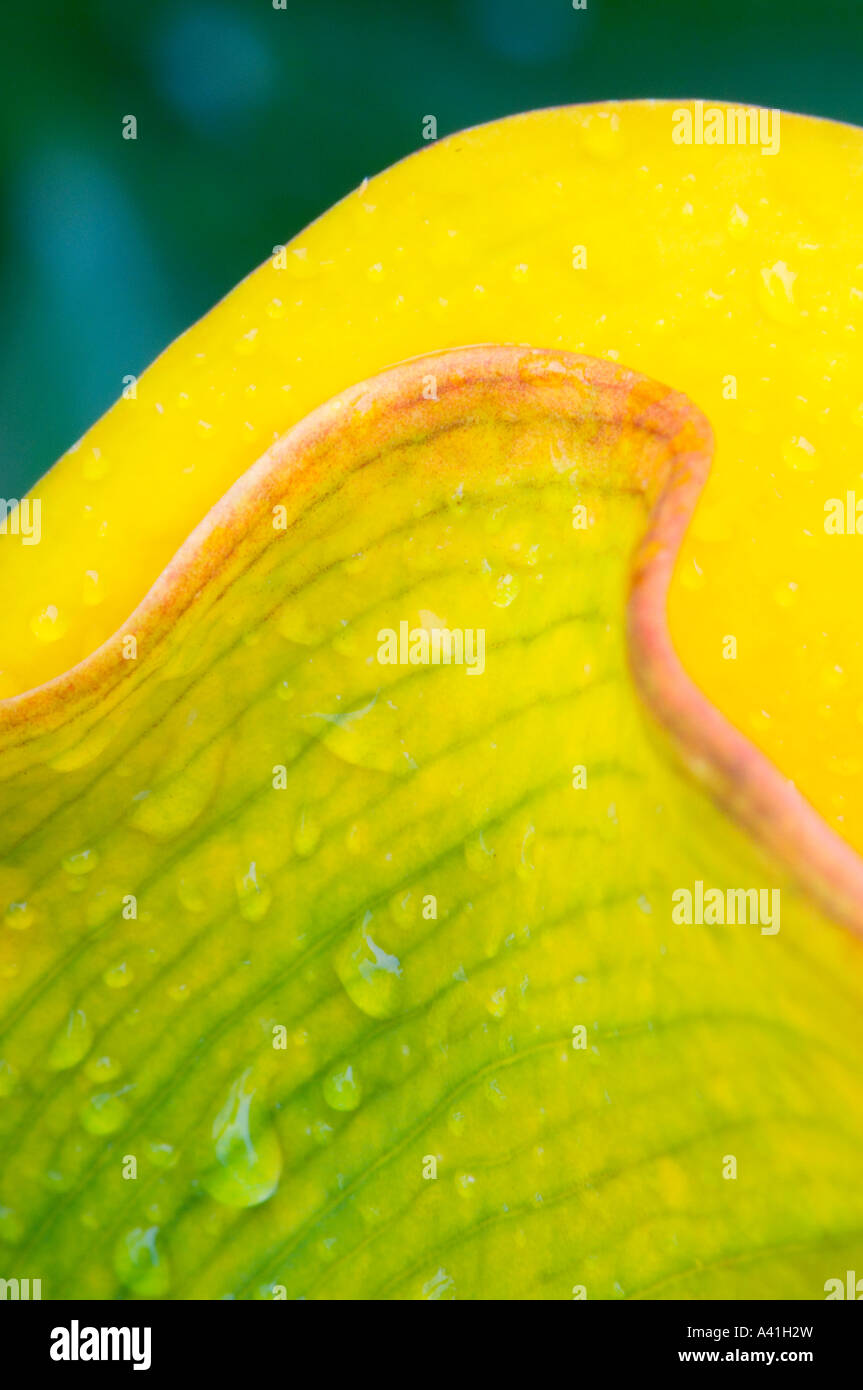 Garden Calla lily flower detail, Greater Sudbury, Ontario, Canada Stock