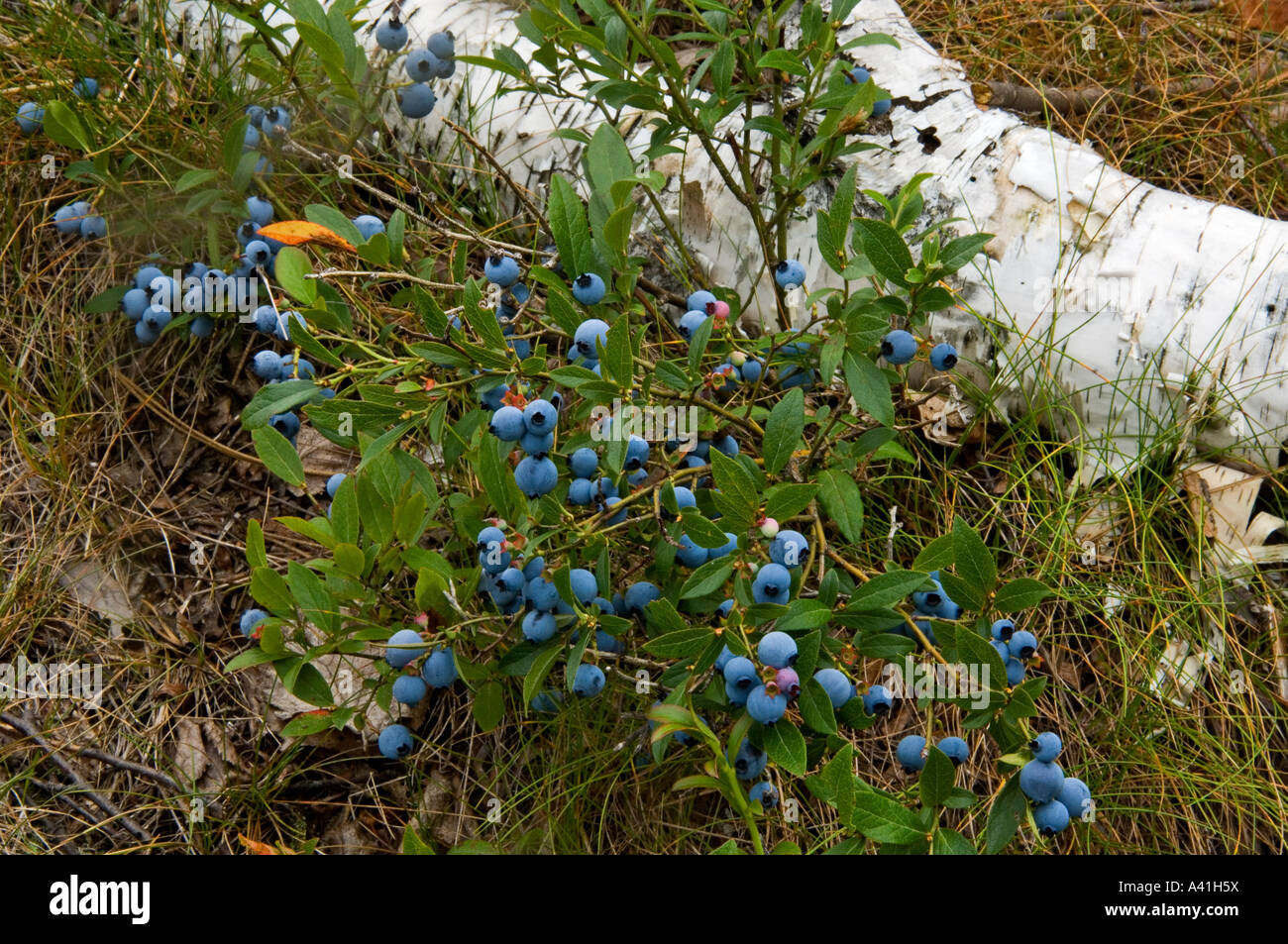 Lowbush blueberry (Vaccinium angustifolium) Ripe berries in habitat, Greater Sudbury, Ontario, Canada Stock Photo