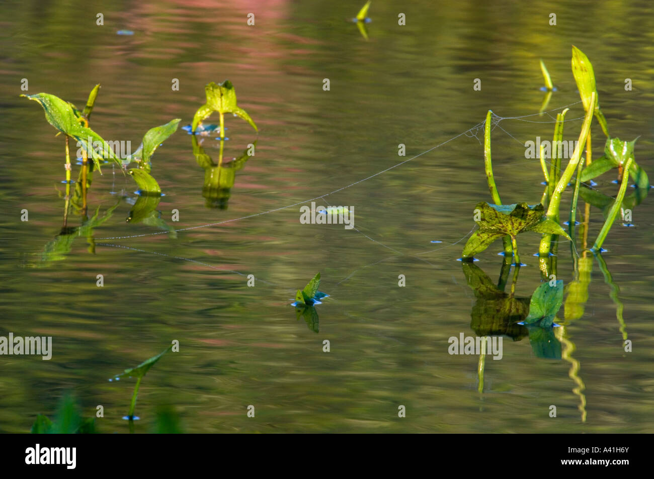 Emergent aquatic plants at the river's edge, Greater Sudbury, Ontario