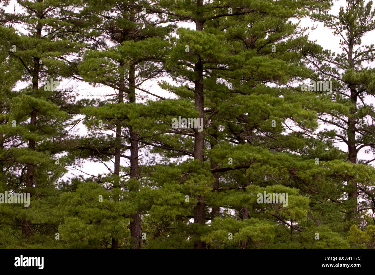 White pine (Pinus strobus) Killarney, Ontario, Canada Stock Photo