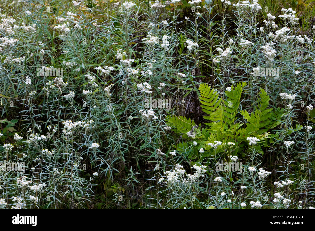 Ferns and pearly everlasting (Anaphalis margaritacea) Killarney, Ontario, Canada Stock Photo