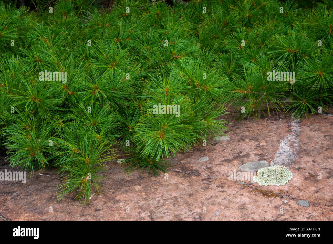 White pine (Pinus strobus) Boughs overhanging granite outcrop Killarney Provincial Park, Ontario, Canada Stock Photo