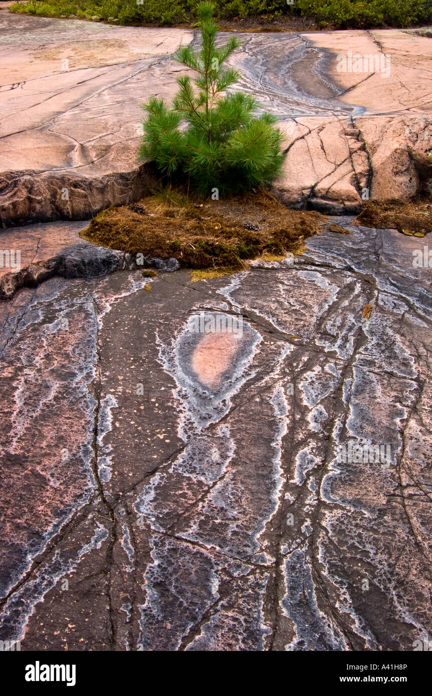 Canadian Shield rock plant community White pine (Pinus strobus ...