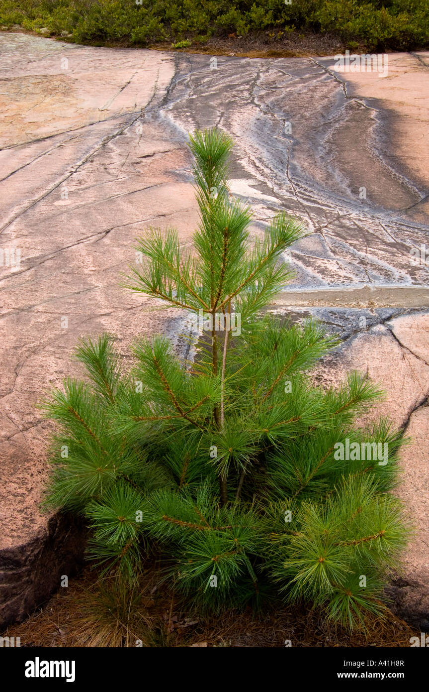 Canadian Shield rock plant community White pine (Pinus strobus) seedling and stained rocks Killarney Provincial Park, Ontario, Canada Stock Photo
