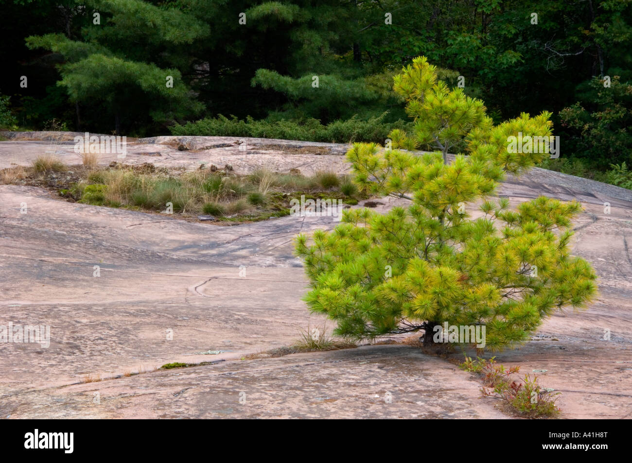 Canadian Shield rock plant community White pine (Pinus strobus) seedling and granite outcrops Killarney Provincial Park, Ontario, Canada Stock Photo