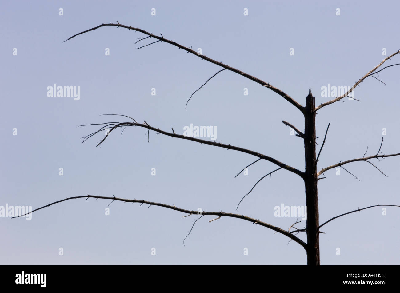 Dead pine snag on George Island Killarney, Ontario, Canada Stock Photo