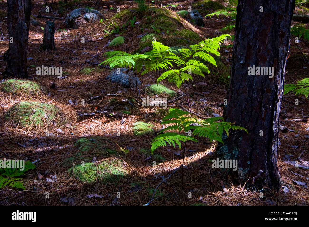 Bracken ferns in woodlands, on George Island Killarney, Ontario, Canada Stock Photo