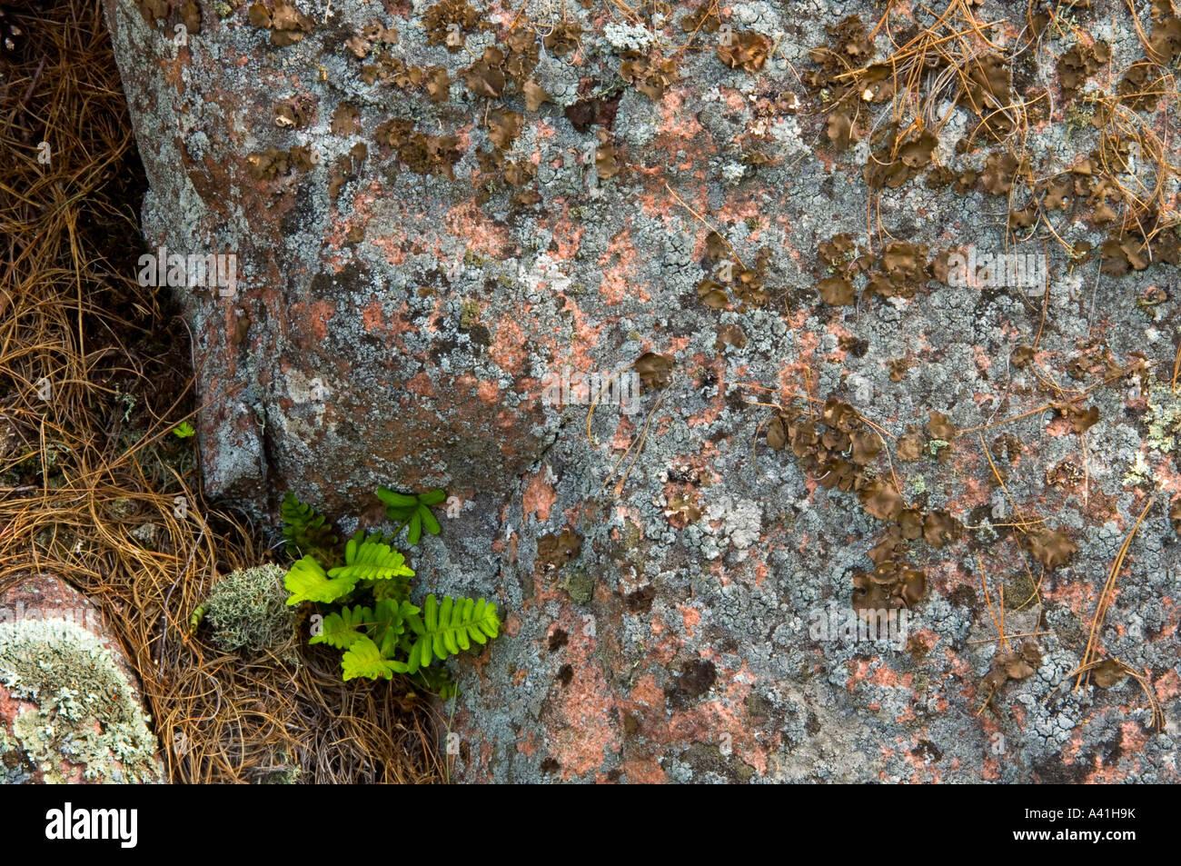Small fern and lichen covered rock in woodlands, on George Island Killarney, Ontario, Canada Stock Photo
