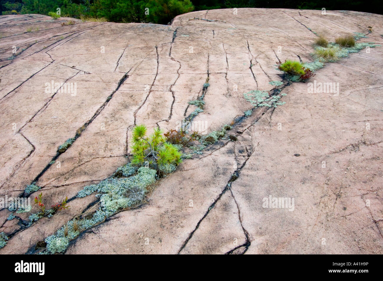 Canadian Shield rock plant community with white pine seedlings in cracks Killarney, Ontario, Canada Stock Photo