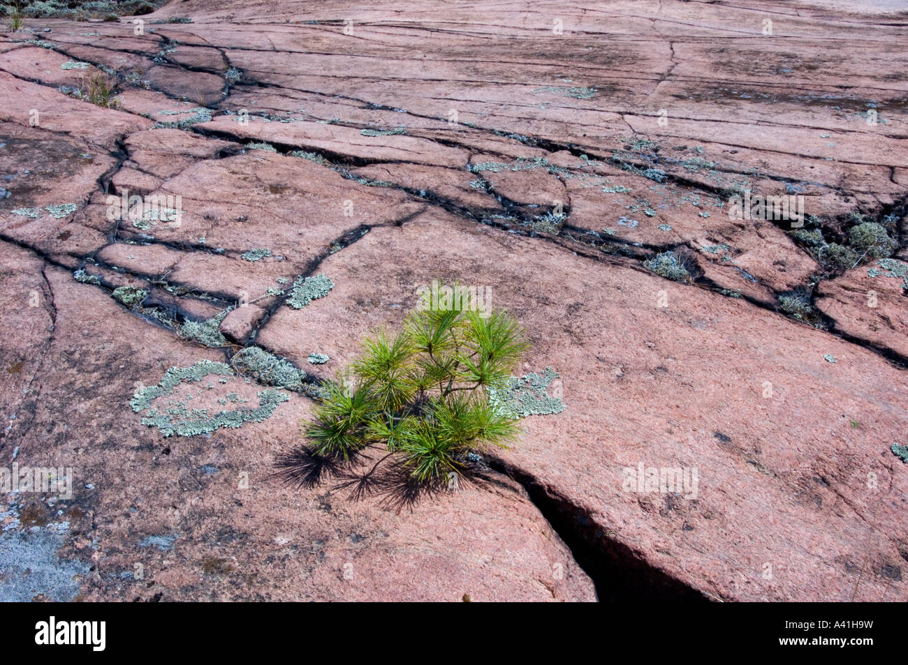 Canadian Shield rock plant community with white pine seedlings in cracks Killarney, Ontario, Canada Stock Photo