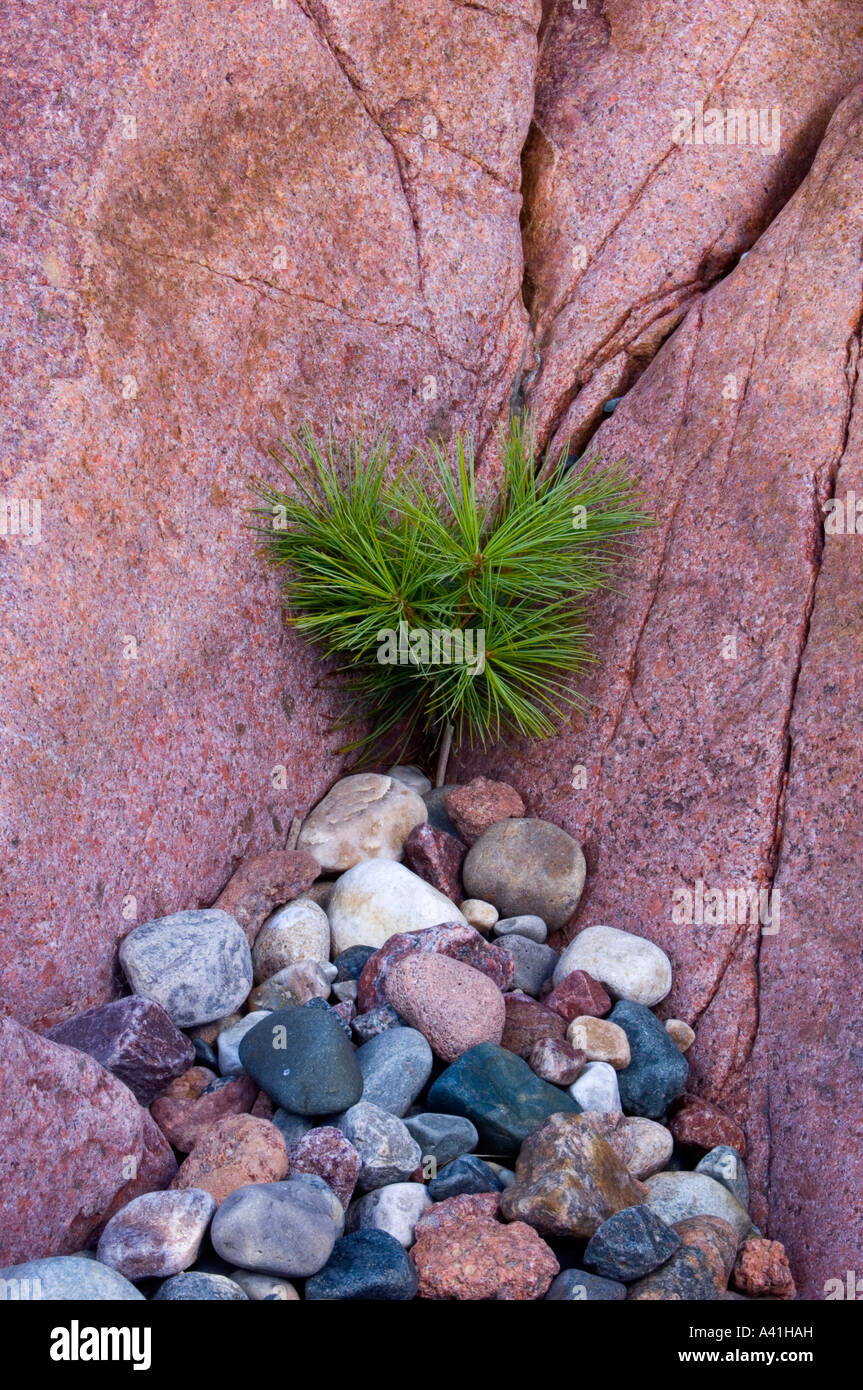 White pine (Pinus strobus) seedling with lakeshore rocks and pebbles Killarney, Ontario, Canada Stock Photo