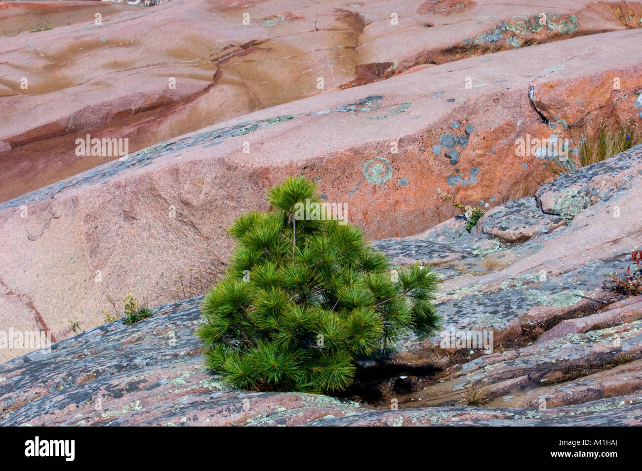 White pine (Pinus strobus) sapling in lakeshore rock outcrops Killarney, Ontario, Canada Stock Photo