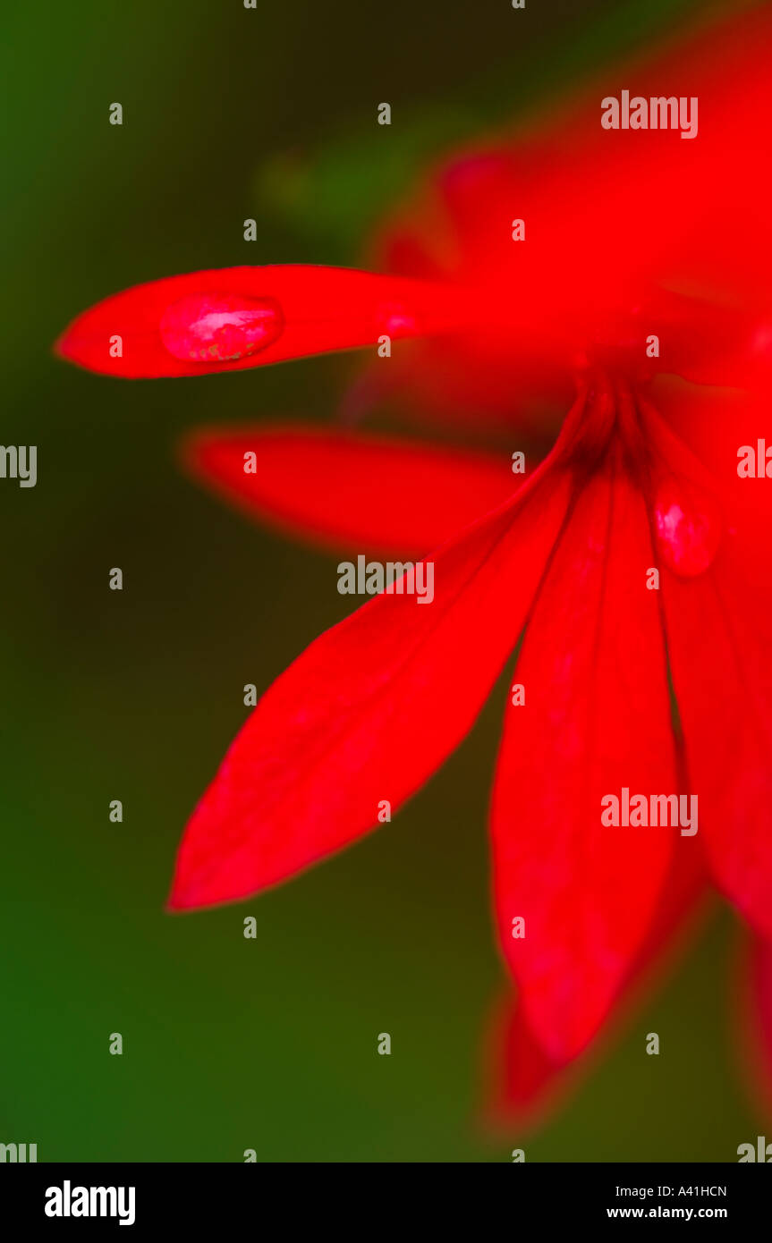 Cardinal flower (Lobelia cardinalis) Petal details, Greater Sudbury, Ontario, Canada Stock Photo