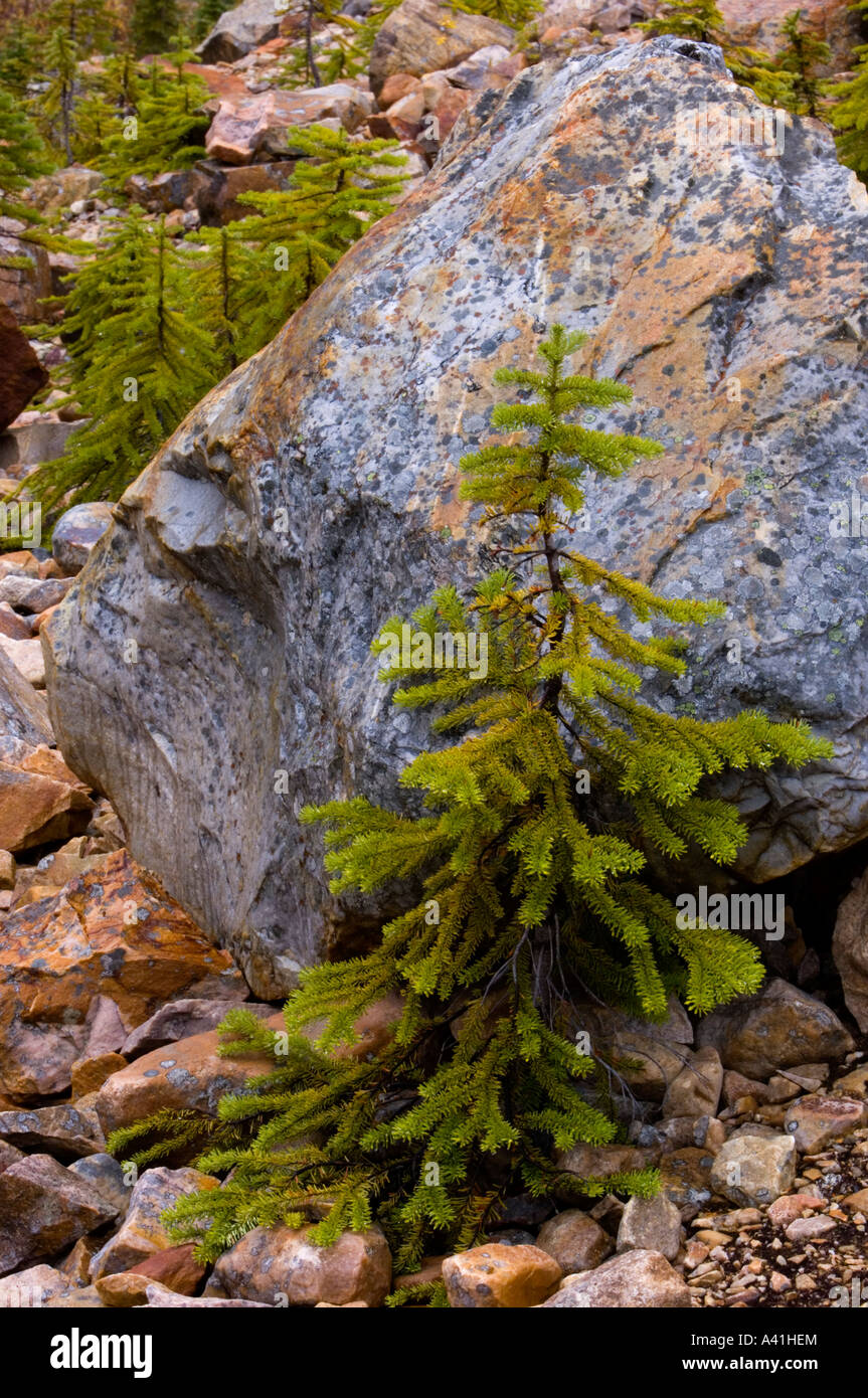 Stunted spruce trees and glacial moraine rocks Jasper National Park, Alberta, Canada Stock Photo