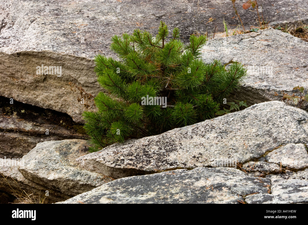Pine sapling growing from crack in rocks near Horseshoe Lake Jasper National Park, Alberta, Canada Stock Photo