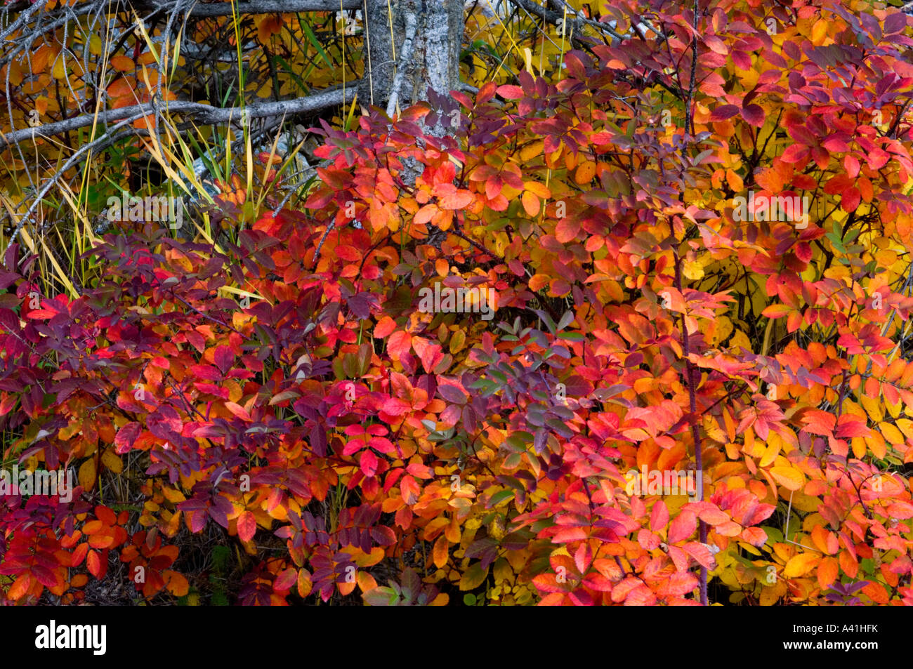 Wild rose bush (Rosa acicularis) in fall colour Yoho National Park