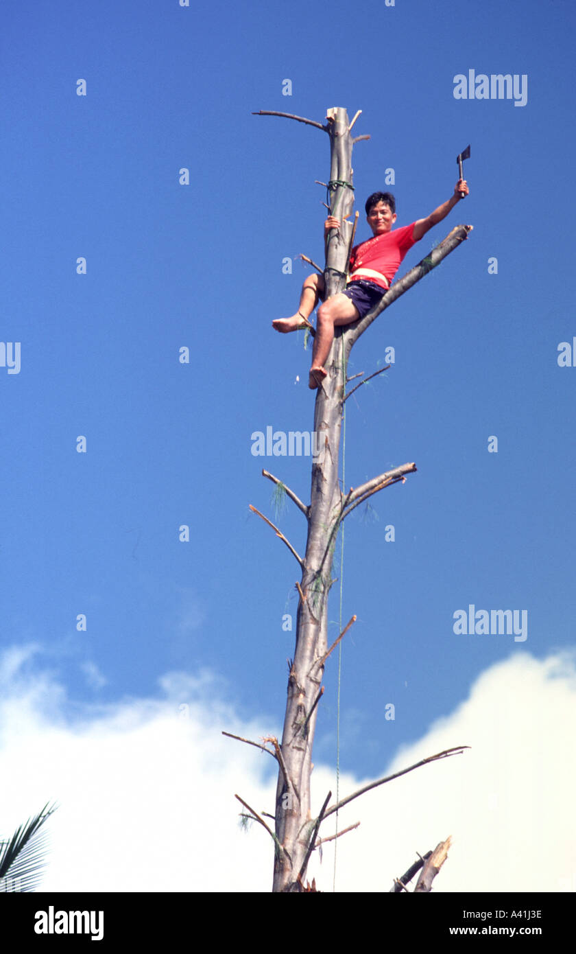 Man cutting down a tree with a hi-res stock photography and images - Alamy